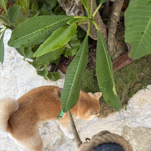 散歩する柴犬