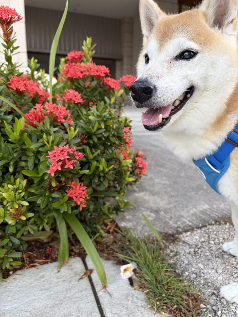 笑顔の犬