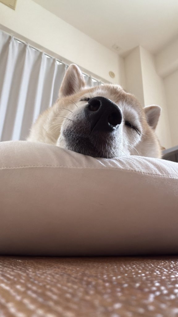 眠る犬