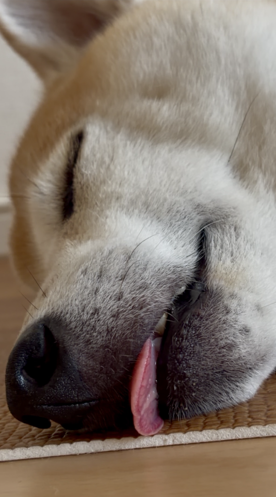 眠る柴犬