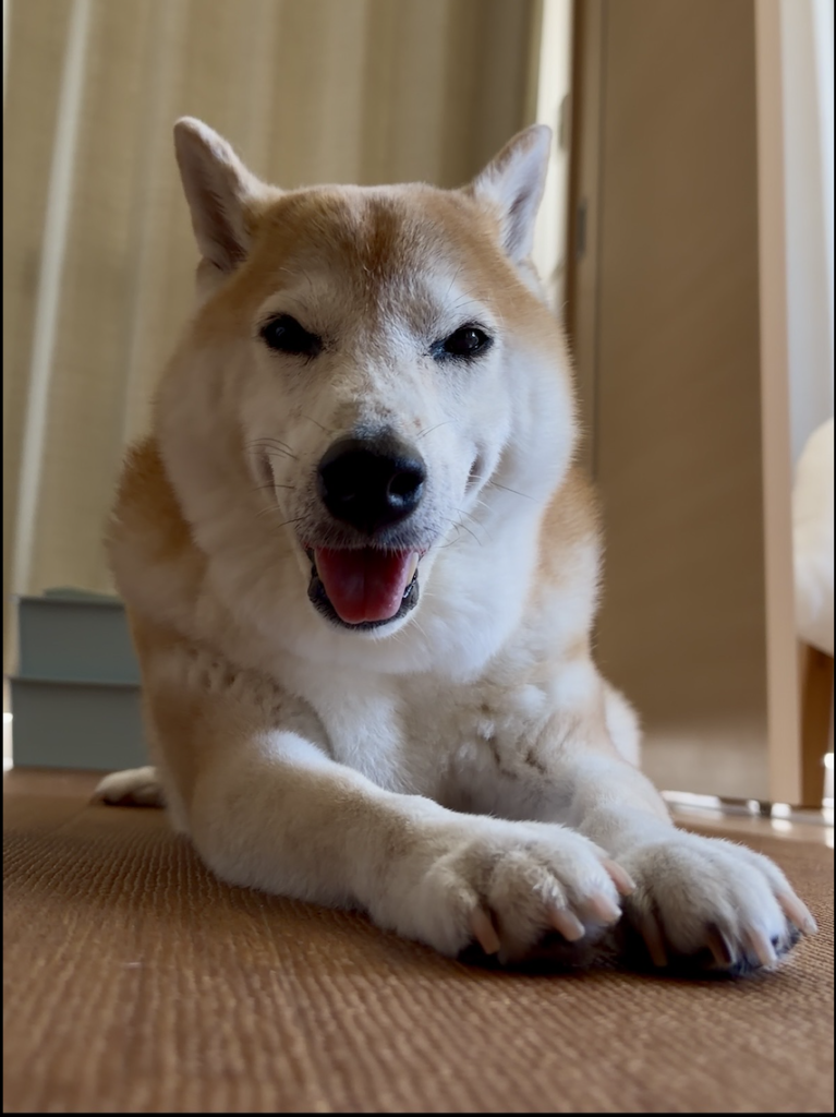 笑う柴犬