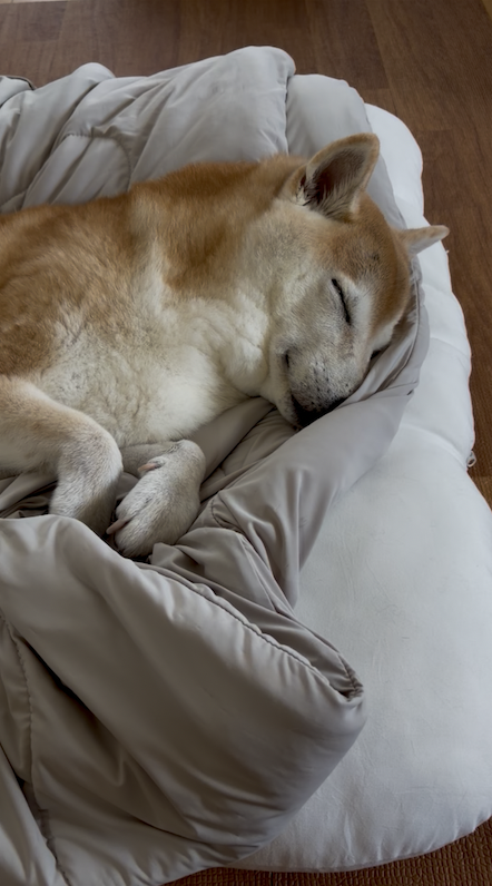 眠る柴犬