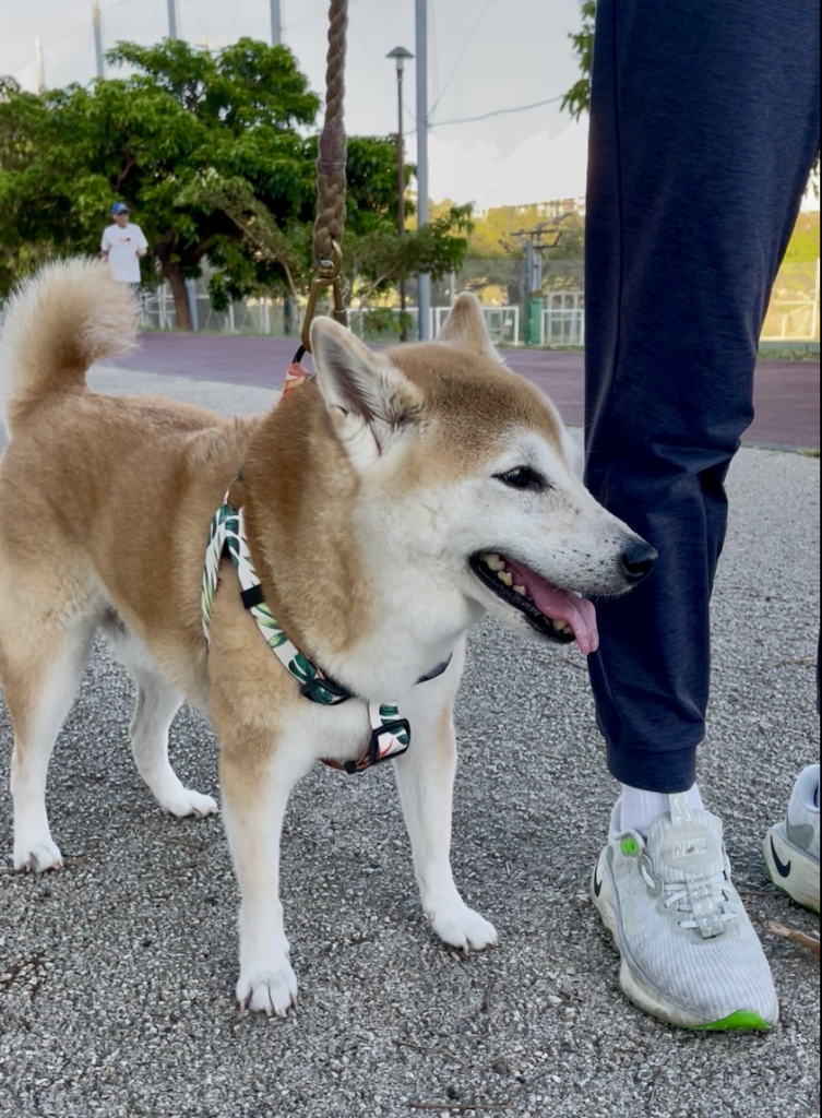 歩く柴犬