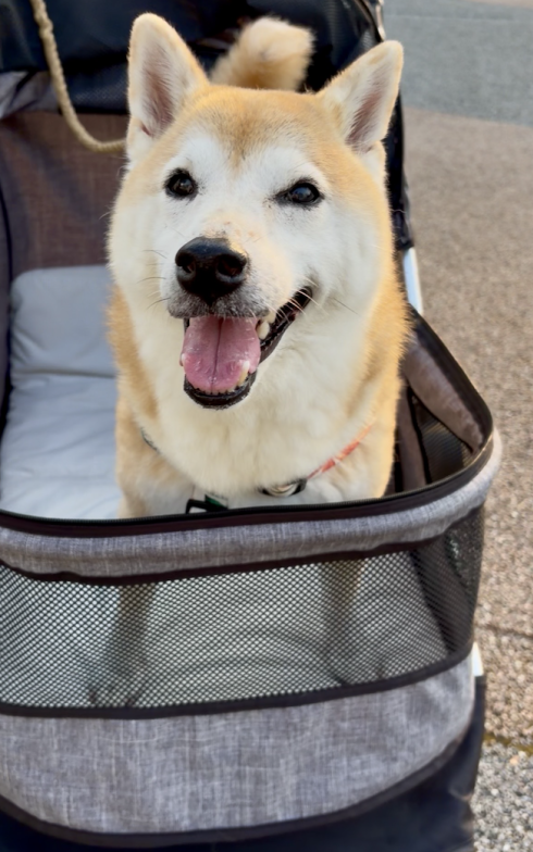 笑う柴犬