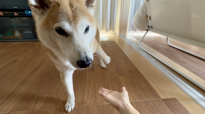 手を挙げる柴犬