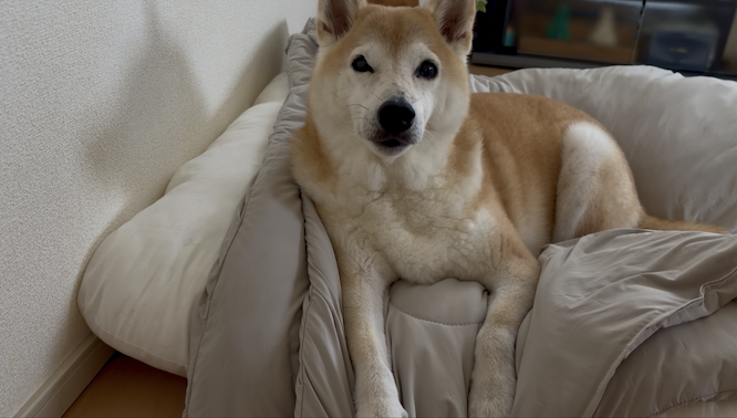 可愛い柴犬