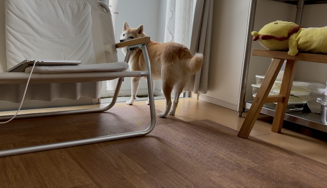 振り向く柴犬