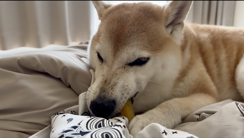 骨を噛む柴犬